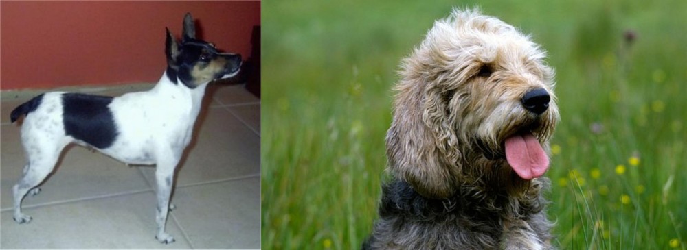 Otterhound vs Miniature Fox Terrier - Breed Comparison