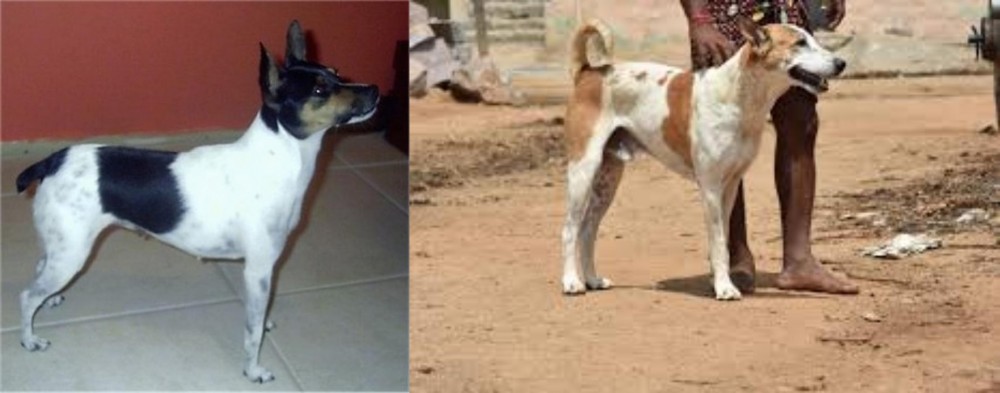 Pandikona vs Miniature Fox Terrier - Breed Comparison