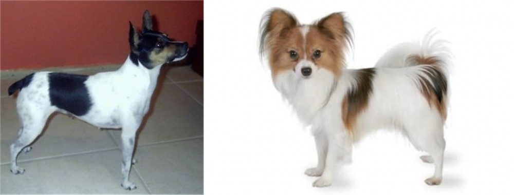 Papillon vs Miniature Fox Terrier - Breed Comparison