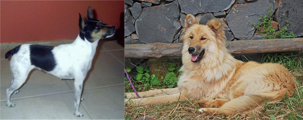 Pastor Garafiano vs Miniature Fox Terrier - Breed Comparison