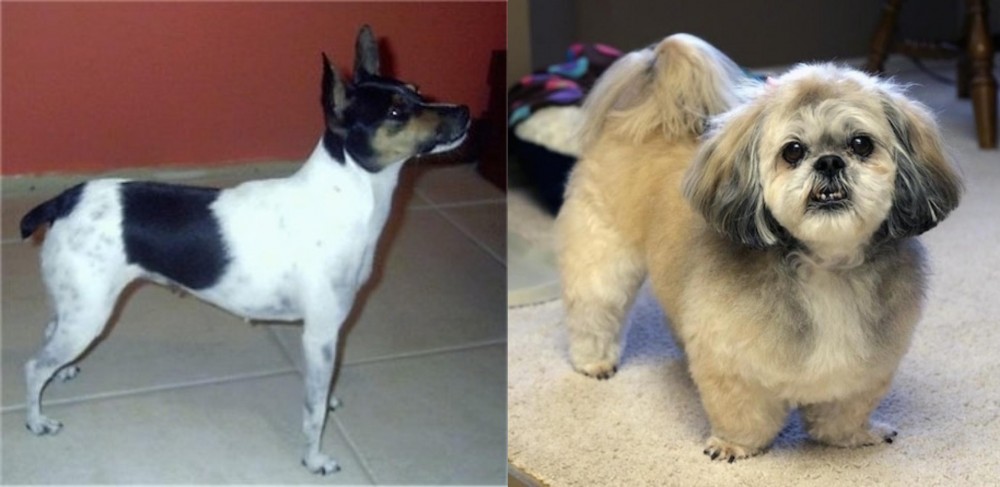 PekePoo vs Miniature Fox Terrier - Breed Comparison