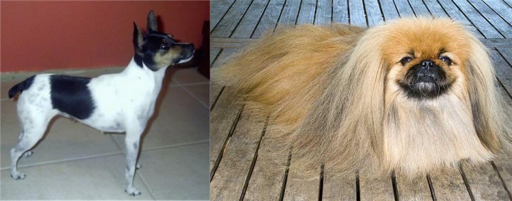 Pekingese vs Miniature Fox Terrier - Breed Comparison