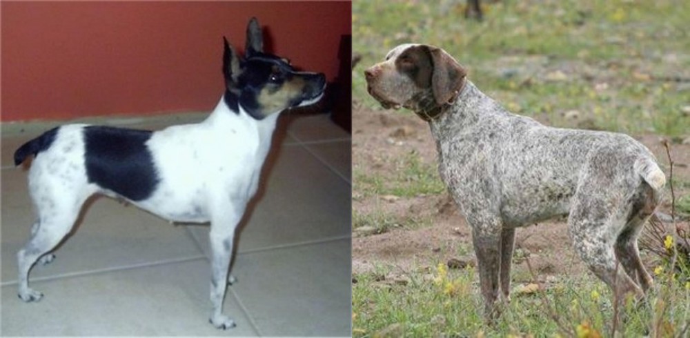 Perdiguero de Burgos vs Miniature Fox Terrier - Breed Comparison