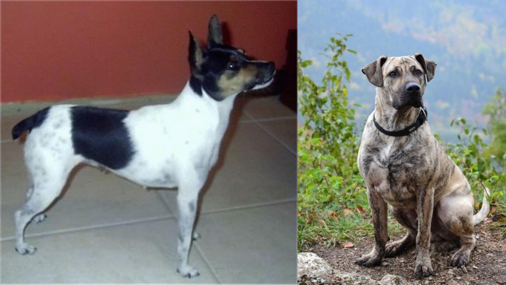Perro Cimarron vs Miniature Fox Terrier - Breed Comparison