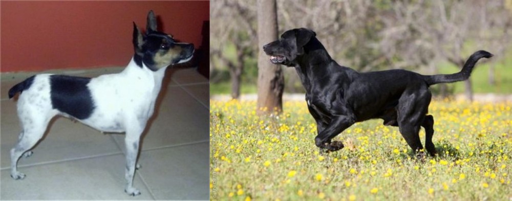 Perro de Pastor Mallorquin vs Miniature Fox Terrier - Breed Comparison