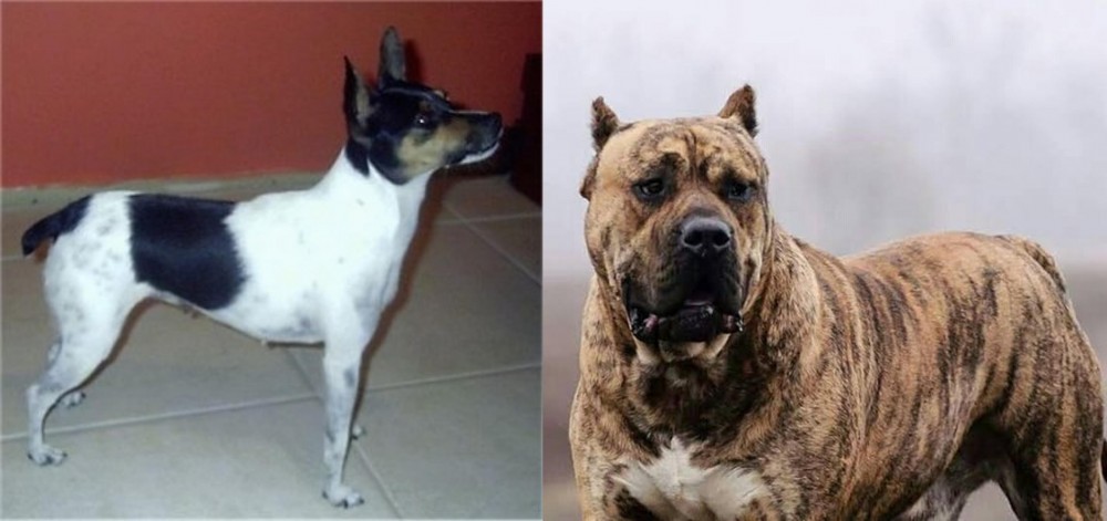 Perro de Presa Canario vs Miniature Fox Terrier - Breed Comparison