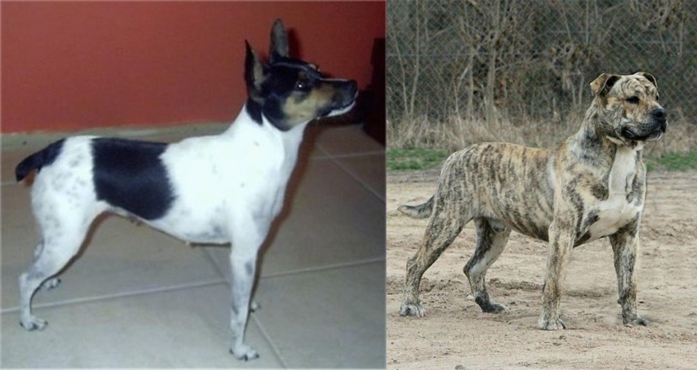 Perro de Presa Mallorquin vs Miniature Fox Terrier - Breed Comparison