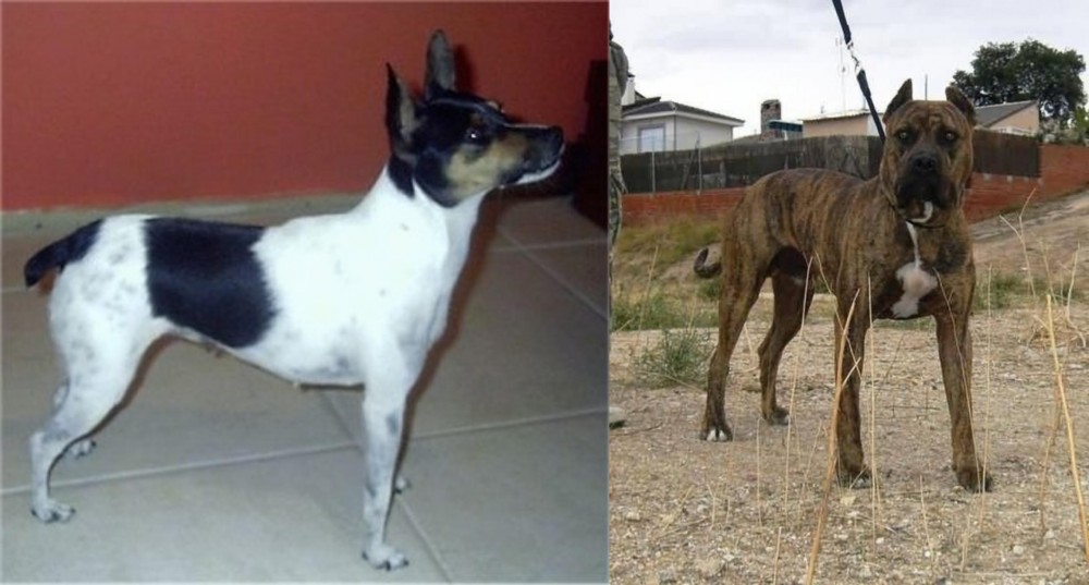 Perro de Toro vs Miniature Fox Terrier - Breed Comparison