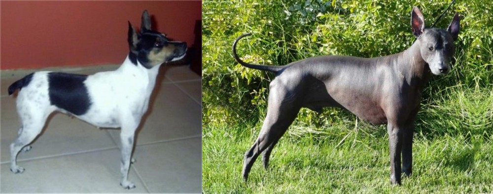 Peruvian Hairless vs Miniature Fox Terrier - Breed Comparison