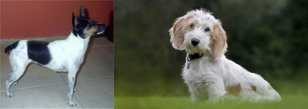Petit Basset Griffon Vendeen vs Miniature Fox Terrier - Breed Comparison
