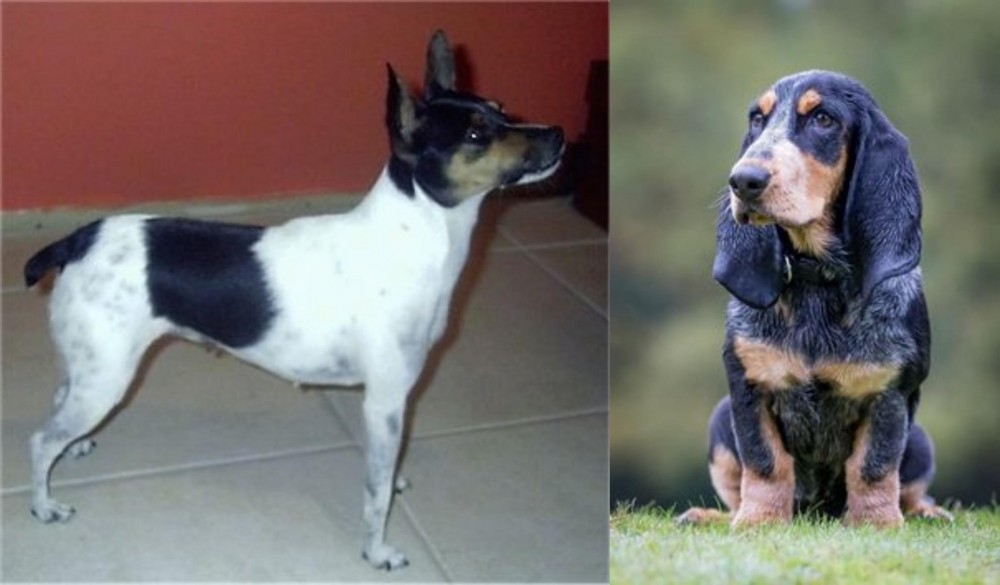 Petit Bleu de Gascogne vs Miniature Fox Terrier - Breed Comparison