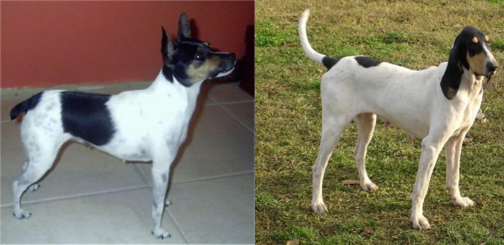 Petit Gascon Saintongeois vs Miniature Fox Terrier - Breed Comparison