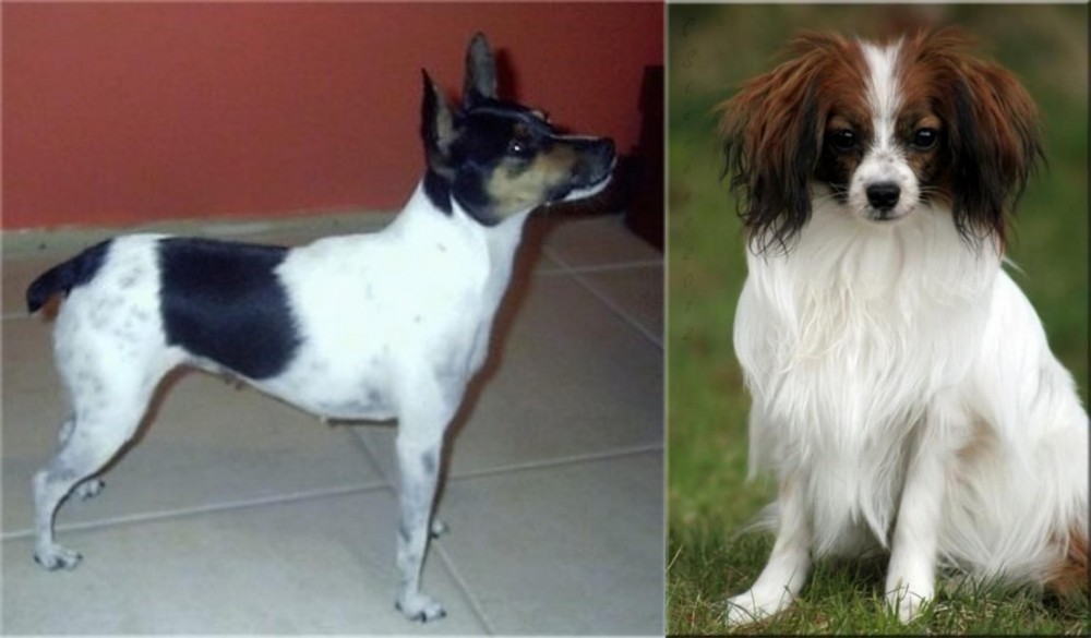 Phalene vs Miniature Fox Terrier - Breed Comparison