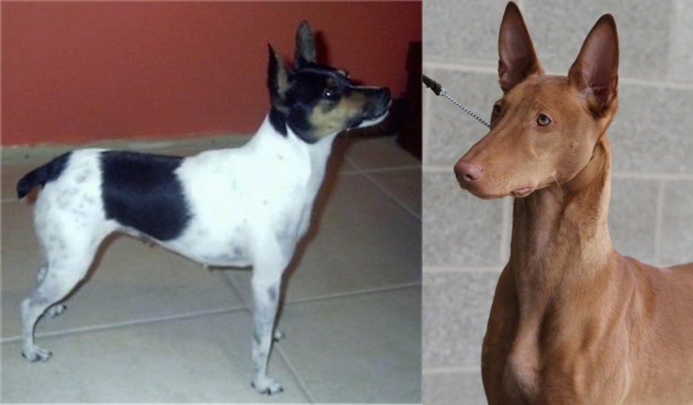 Pharaoh Hound vs Miniature Fox Terrier - Breed Comparison