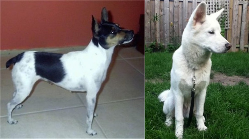 Phung San vs Miniature Fox Terrier - Breed Comparison