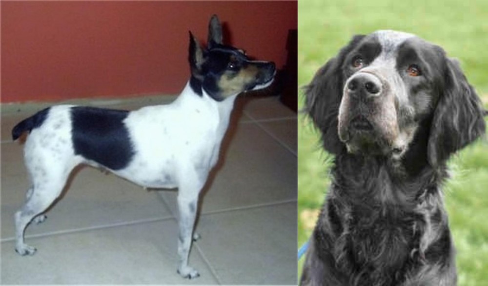 Picardy Spaniel vs Miniature Fox Terrier - Breed Comparison