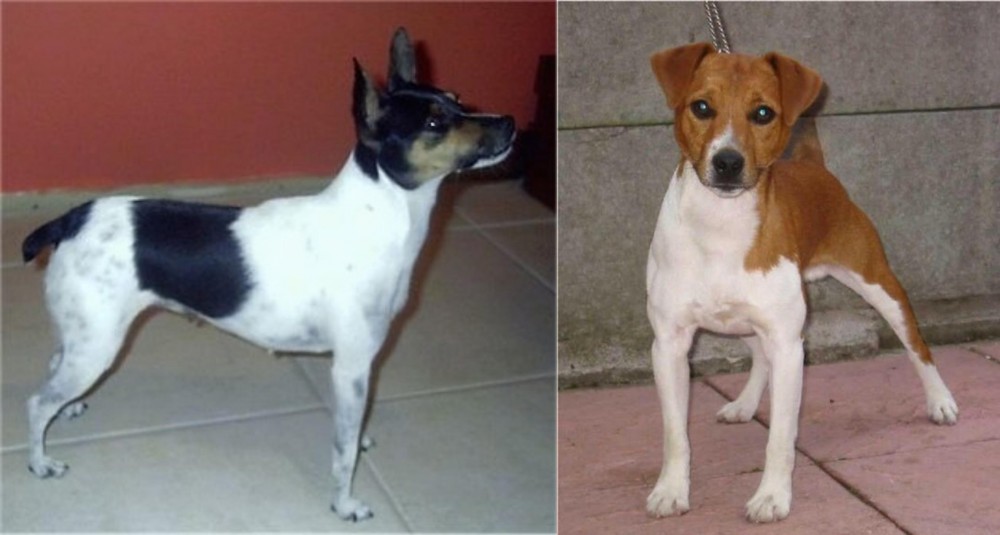 Plummer Terrier vs Miniature Fox Terrier - Breed Comparison
