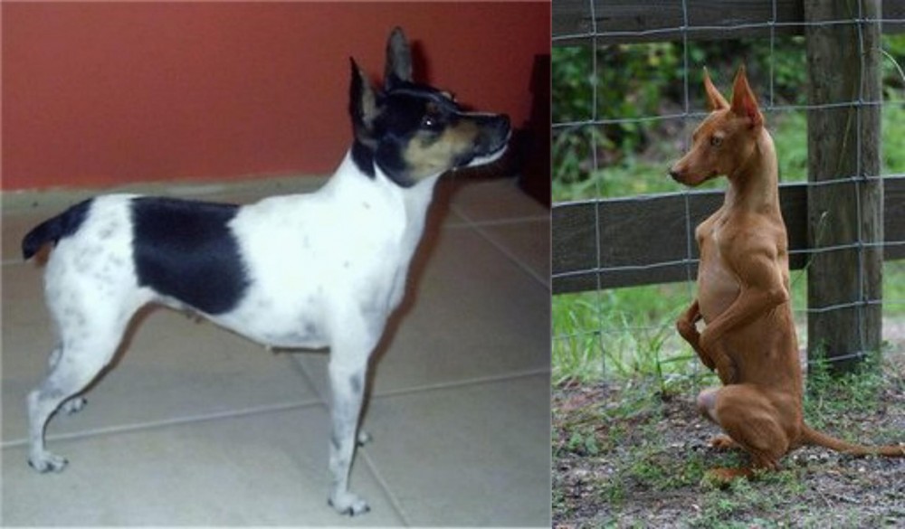 Podenco Andaluz vs Miniature Fox Terrier - Breed Comparison