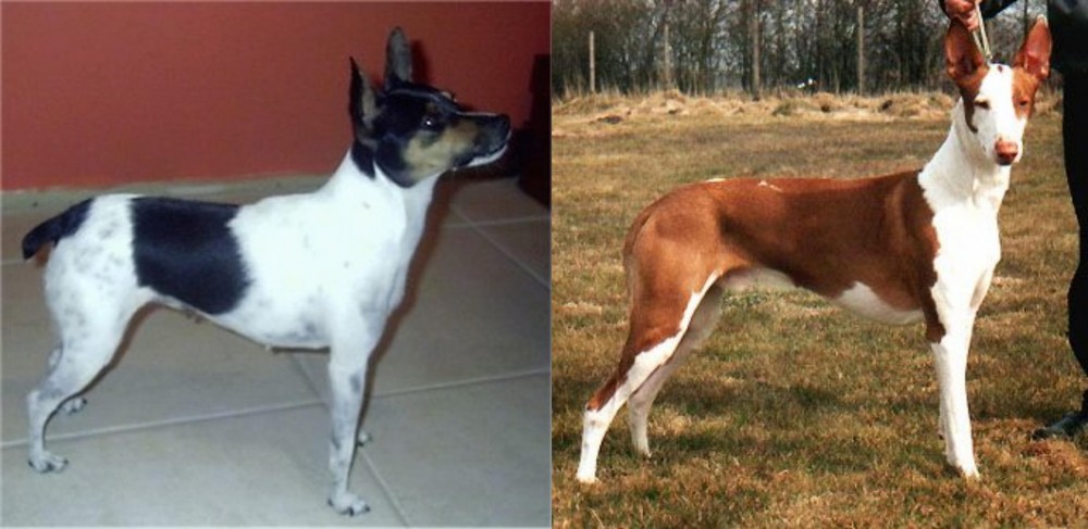 Podenco Canario vs Miniature Fox Terrier - Breed Comparison