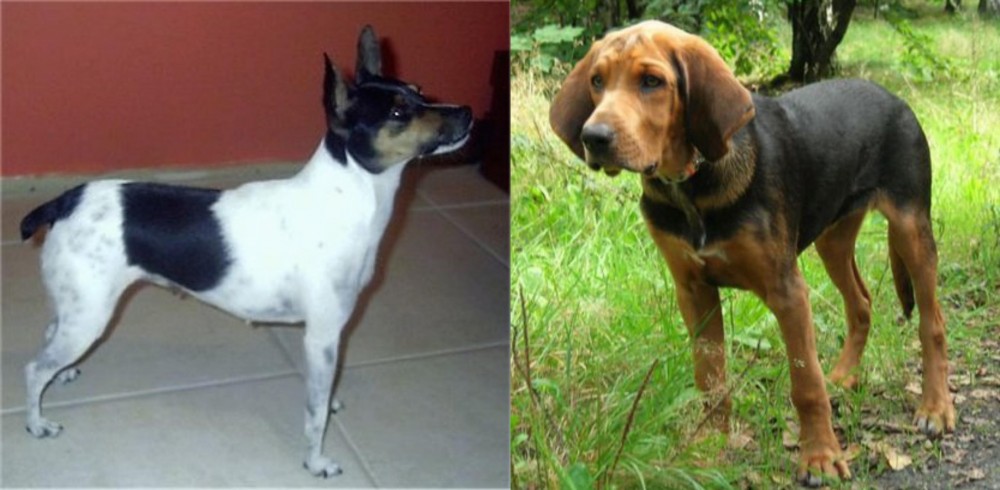 Polish Hound vs Miniature Fox Terrier - Breed Comparison