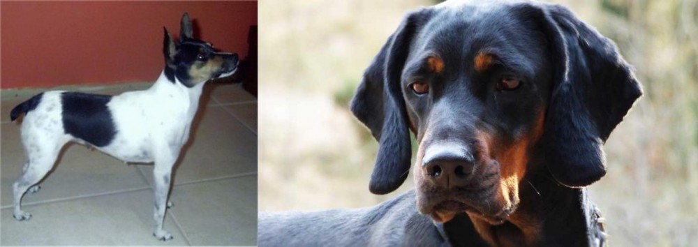 Polish Hunting Dog vs Miniature Fox Terrier - Breed Comparison