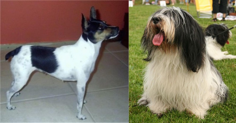 Polish Lowland Sheepdog vs Miniature Fox Terrier - Breed Comparison