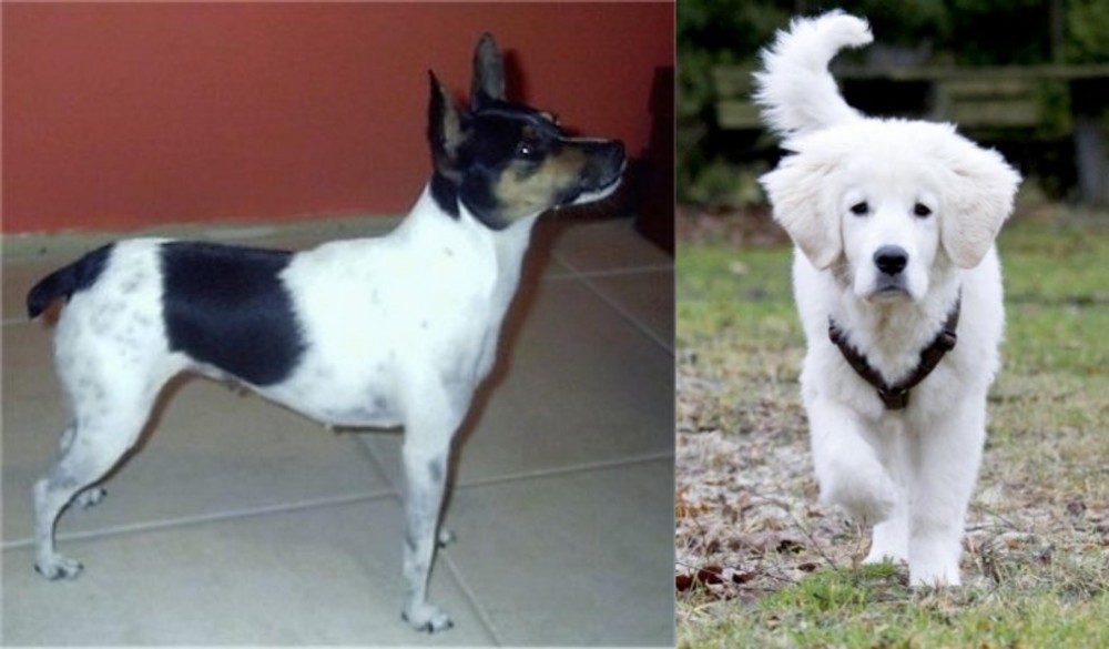 Polish Tatra Sheepdog vs Miniature Fox Terrier - Breed Comparison