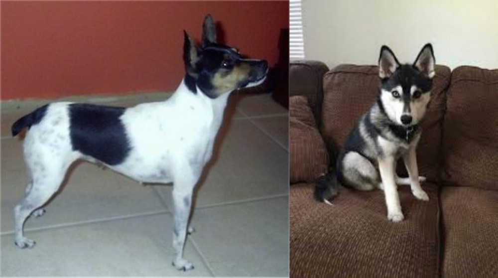 Pomsky vs Miniature Fox Terrier - Breed Comparison
