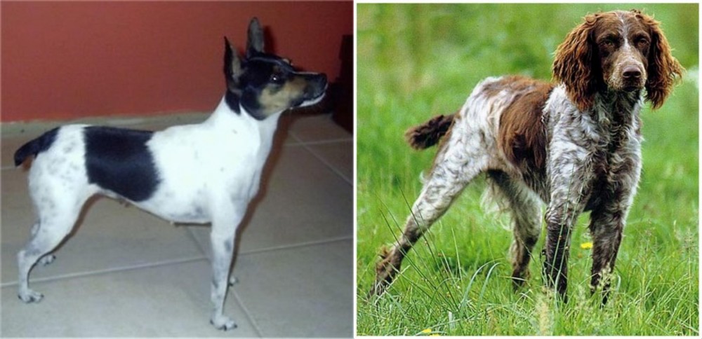 Pont-Audemer Spaniel vs Miniature Fox Terrier - Breed Comparison