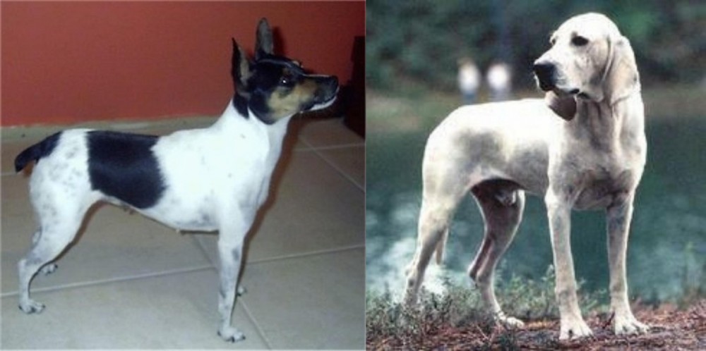 Porcelaine vs Miniature Fox Terrier - Breed Comparison