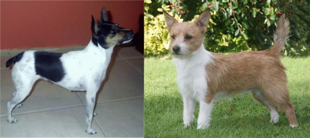Portuguese Podengo vs Miniature Fox Terrier - Breed Comparison
