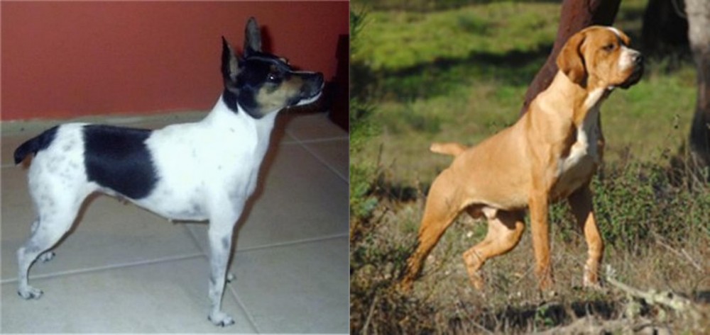 Portuguese Pointer vs Miniature Fox Terrier - Breed Comparison