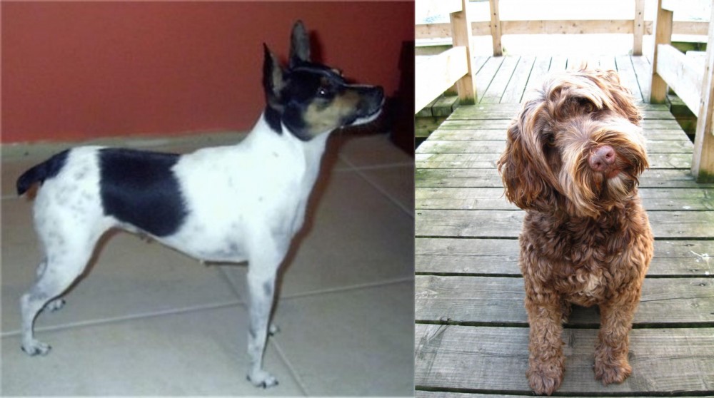 Portuguese Water Dog vs Miniature Fox Terrier - Breed Comparison