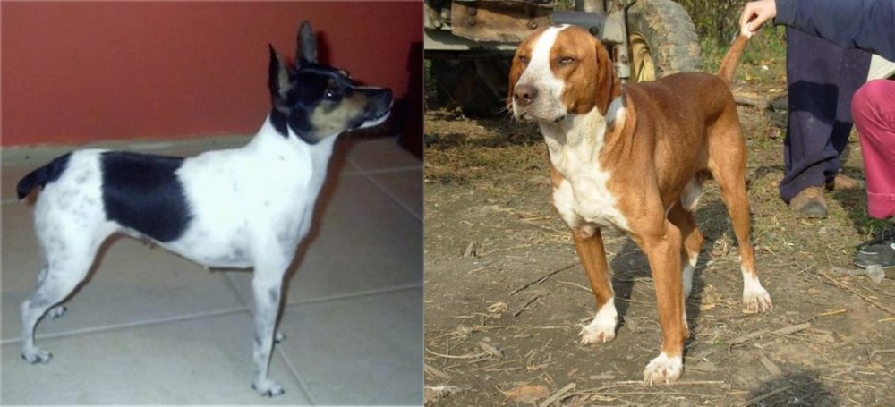 Posavac Hound vs Miniature Fox Terrier - Breed Comparison