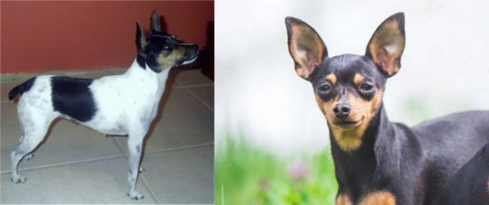 Prazsky Krysarik vs Miniature Fox Terrier - Breed Comparison