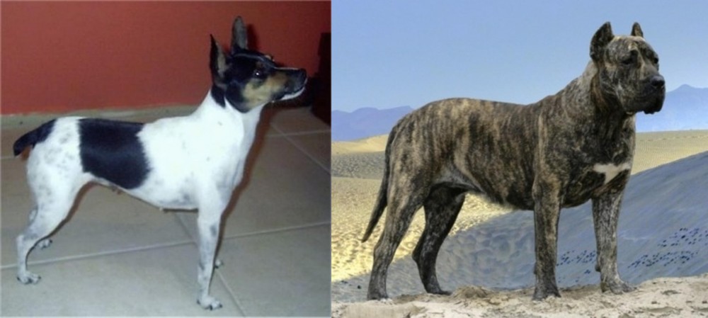 Presa Canario vs Miniature Fox Terrier - Breed Comparison