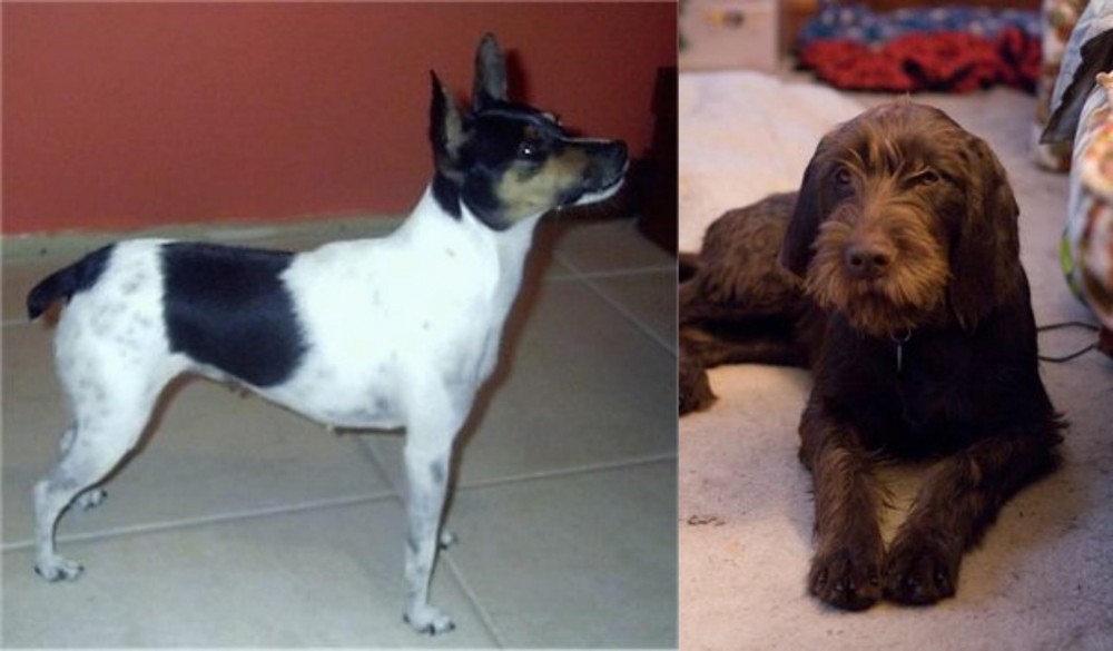 Pudelpointer vs Miniature Fox Terrier - Breed Comparison