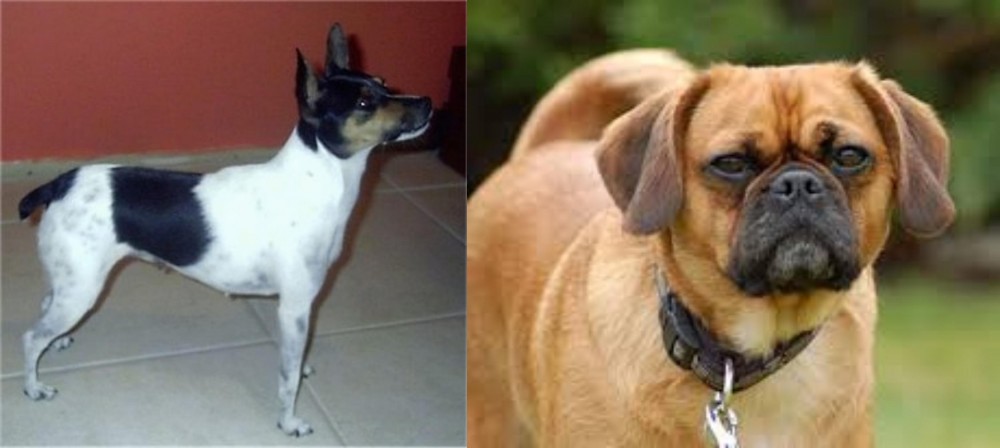 Pugalier vs Miniature Fox Terrier - Breed Comparison