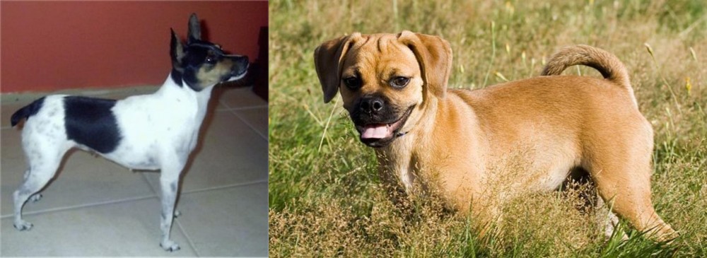 Puggle vs Miniature Fox Terrier - Breed Comparison