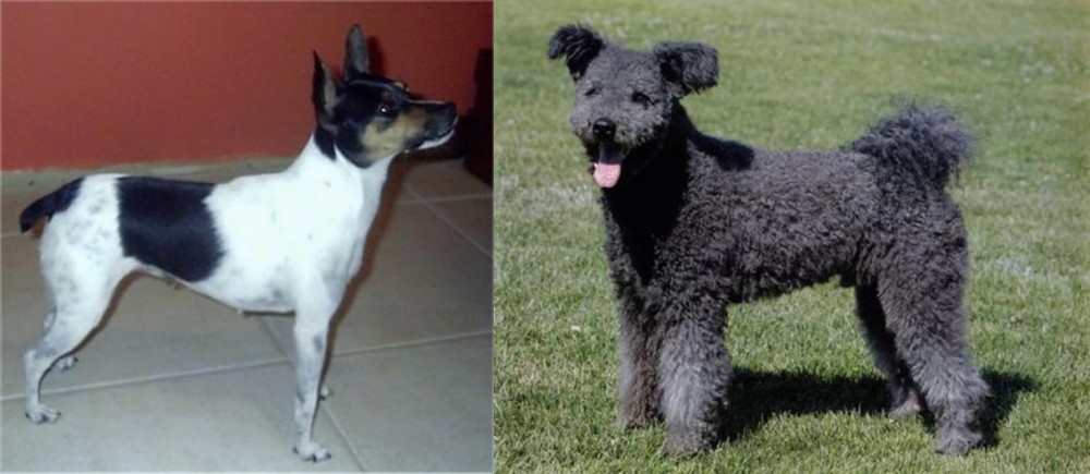 Pumi vs Miniature Fox Terrier - Breed Comparison