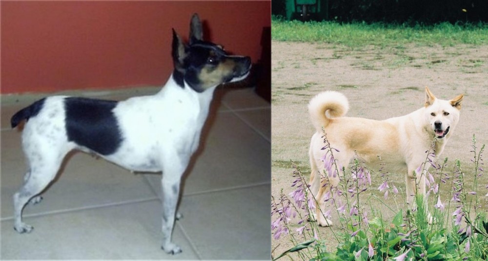 Pungsan Dog vs Miniature Fox Terrier - Breed Comparison