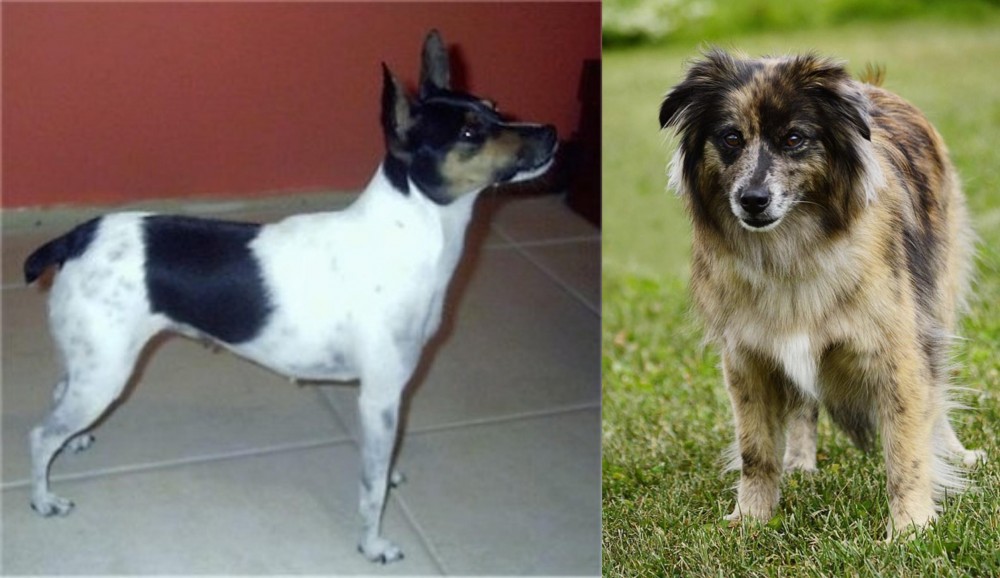Pyrenean Shepherd vs Miniature Fox Terrier - Breed Comparison