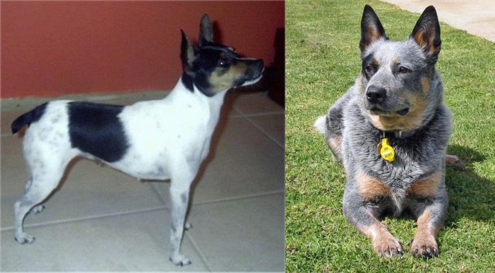 Queensland Heeler vs Miniature Fox Terrier - Breed Comparison