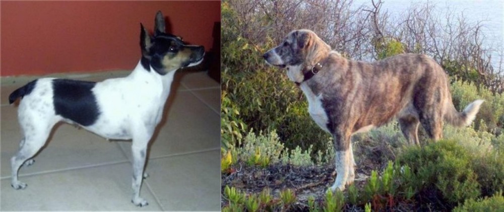Rafeiro do Alentejo vs Miniature Fox Terrier - Breed Comparison