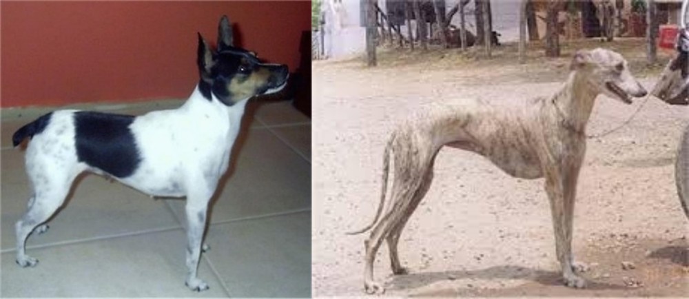 Rampur Greyhound vs Miniature Fox Terrier - Breed Comparison