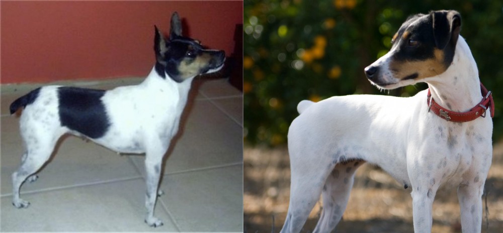 Ratonero Bodeguero Andaluz vs Miniature Fox Terrier - Breed Comparison