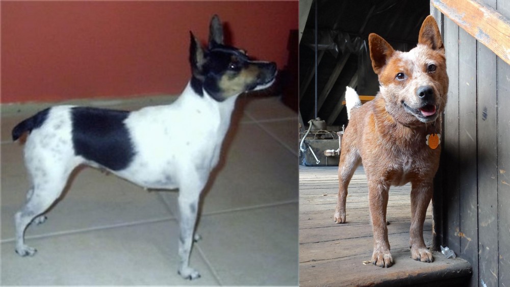 Red Heeler vs Miniature Fox Terrier - Breed Comparison