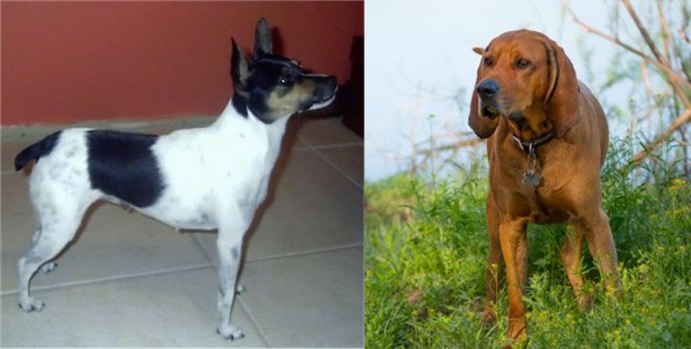 Redbone Coonhound vs Miniature Fox Terrier - Breed Comparison