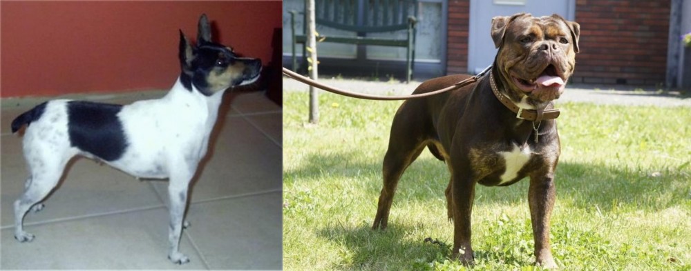 Renascence Bulldogge vs Miniature Fox Terrier - Breed Comparison