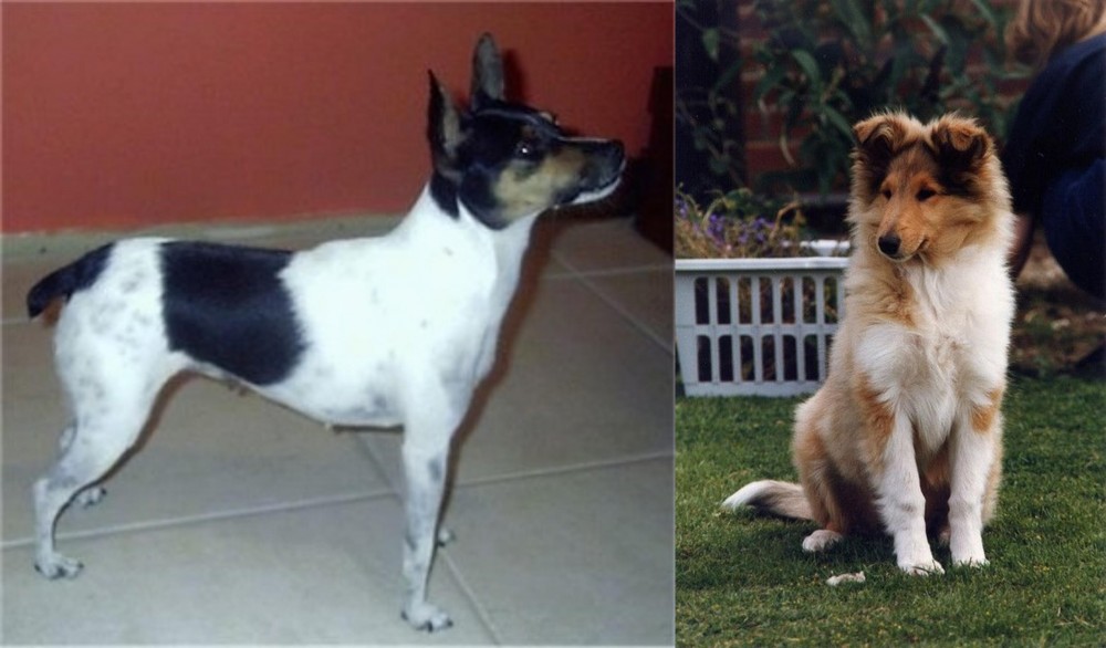 Rough Collie vs Miniature Fox Terrier - Breed Comparison